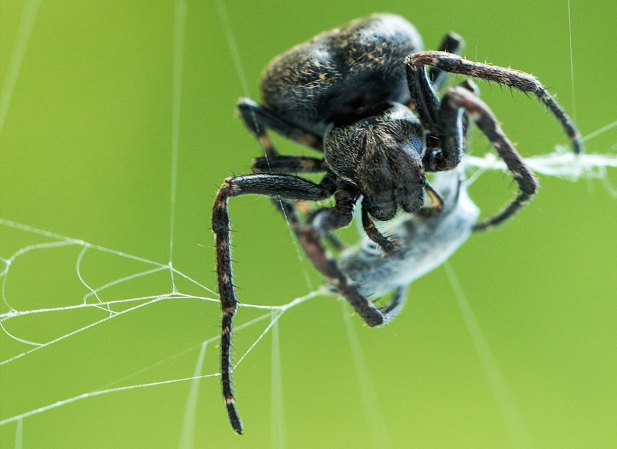 Spaltenkreuzspinne