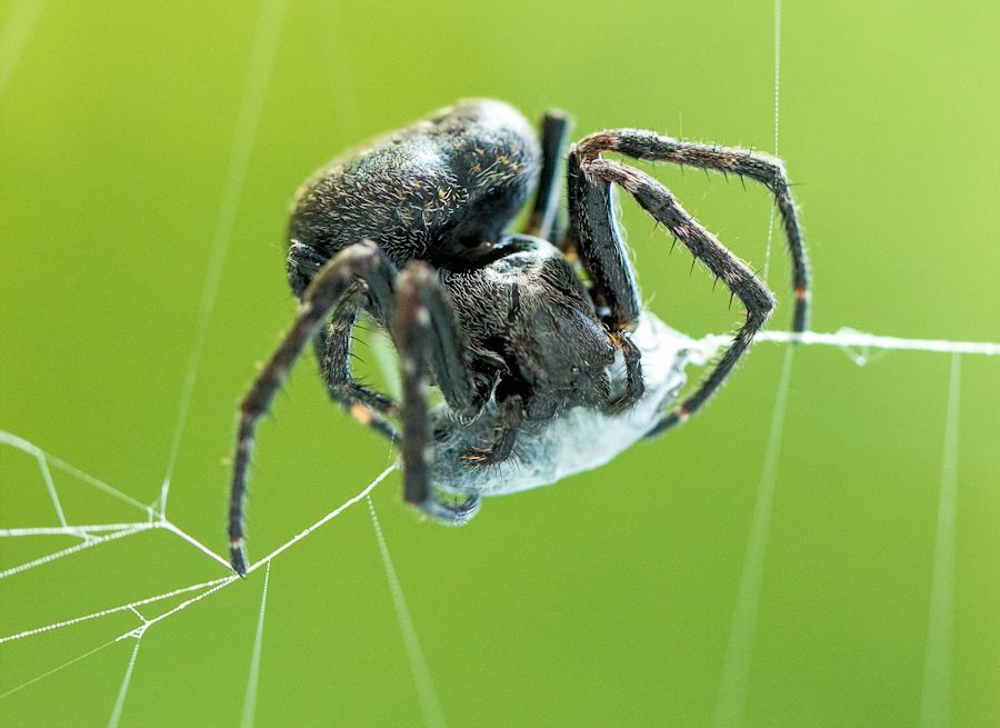 Spaltenkreuzspinne