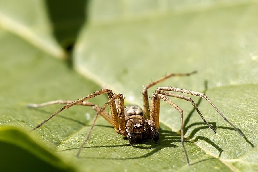 Spinne