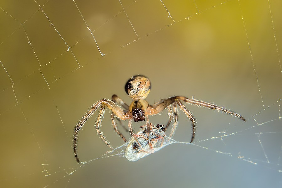 Spinne