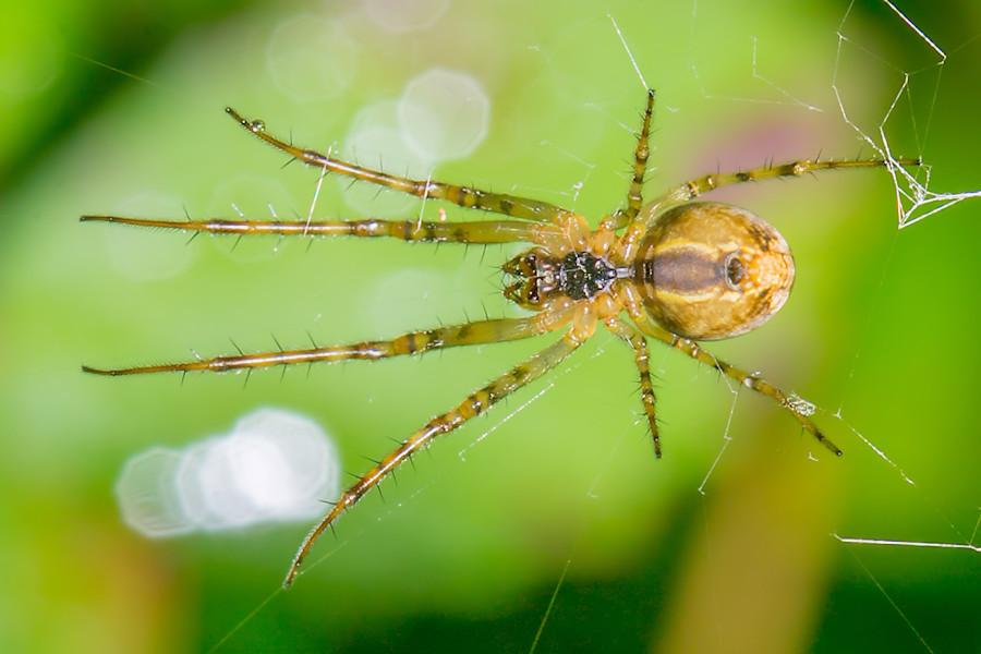 Spinne