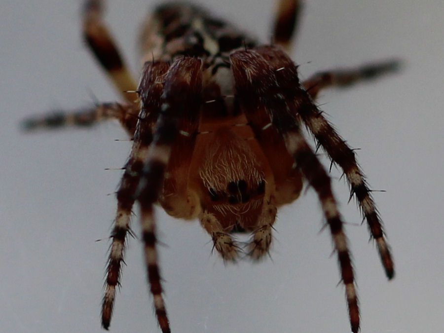 Spinne
