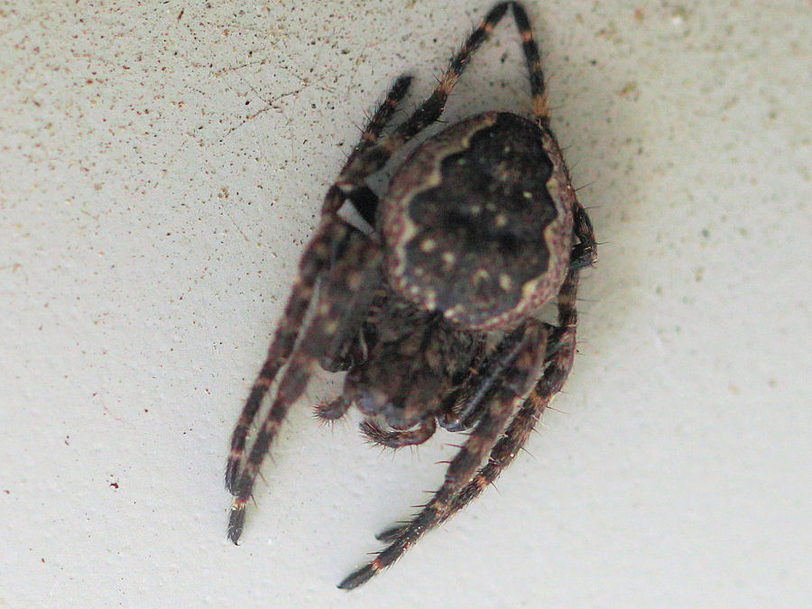 Spinne