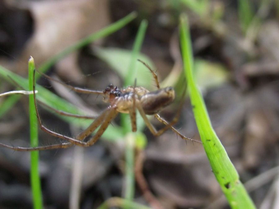 Spinne