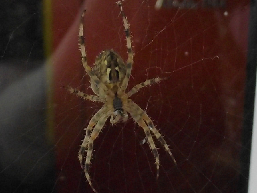 Spinne