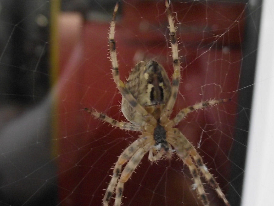 Spinne