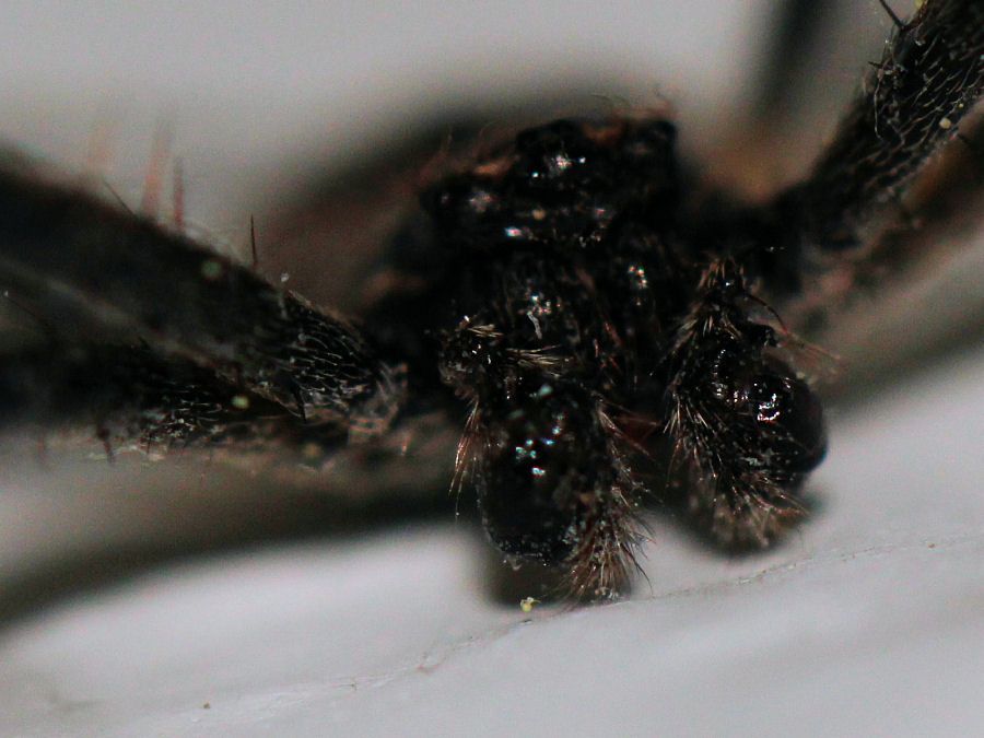 Spinne Länge ca 1cm