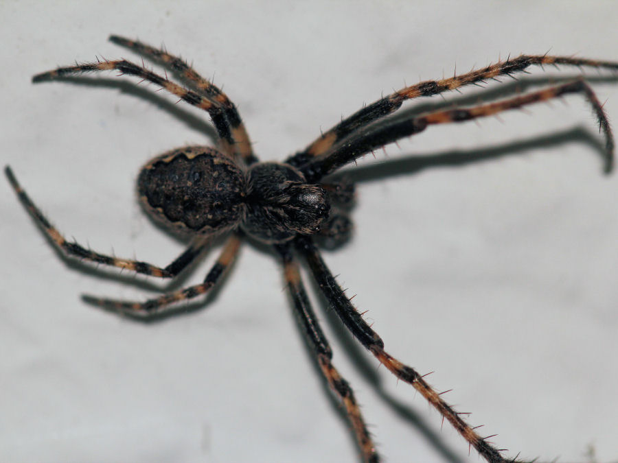 Spinne Länge ca 1cm