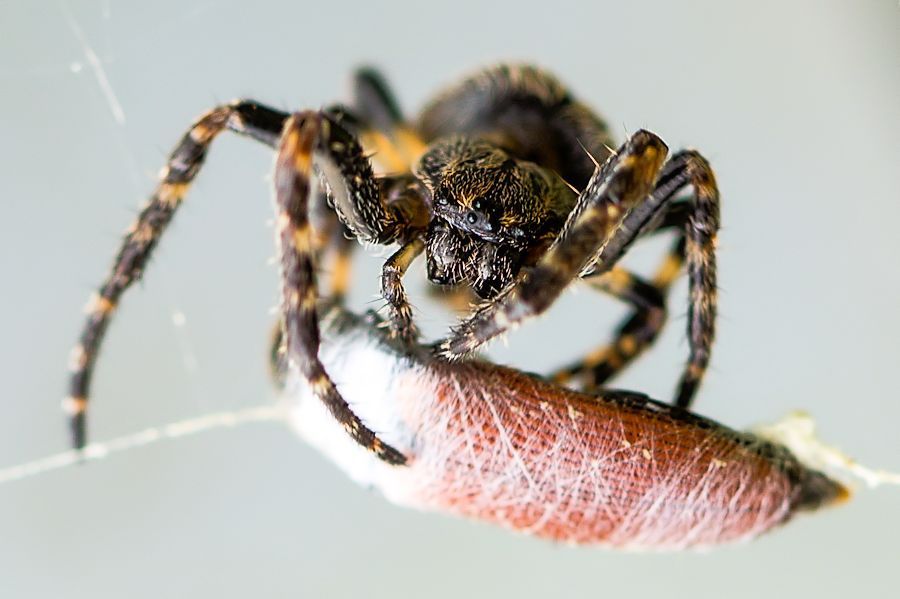 Spinne beim einspinnen ihrer Beute