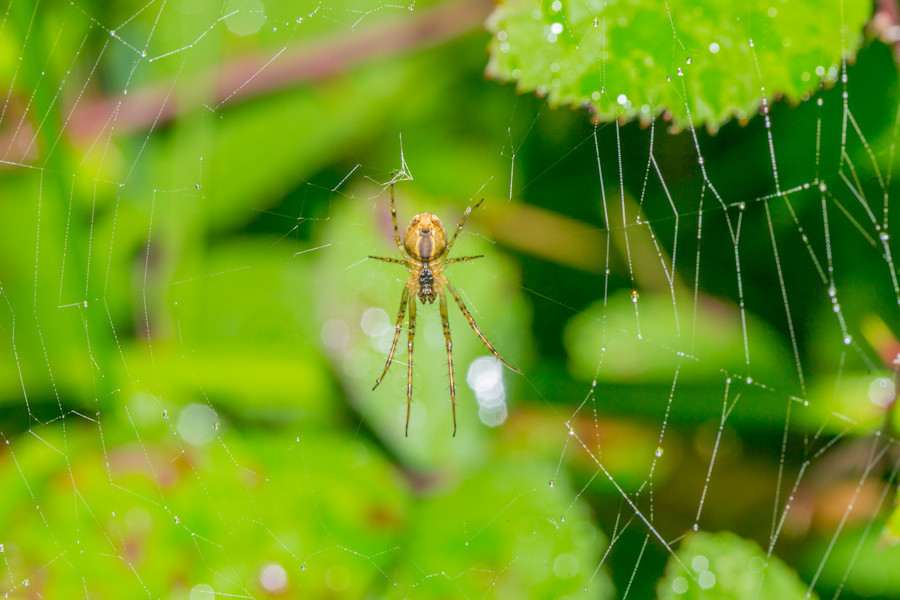 Spinne im Netz
