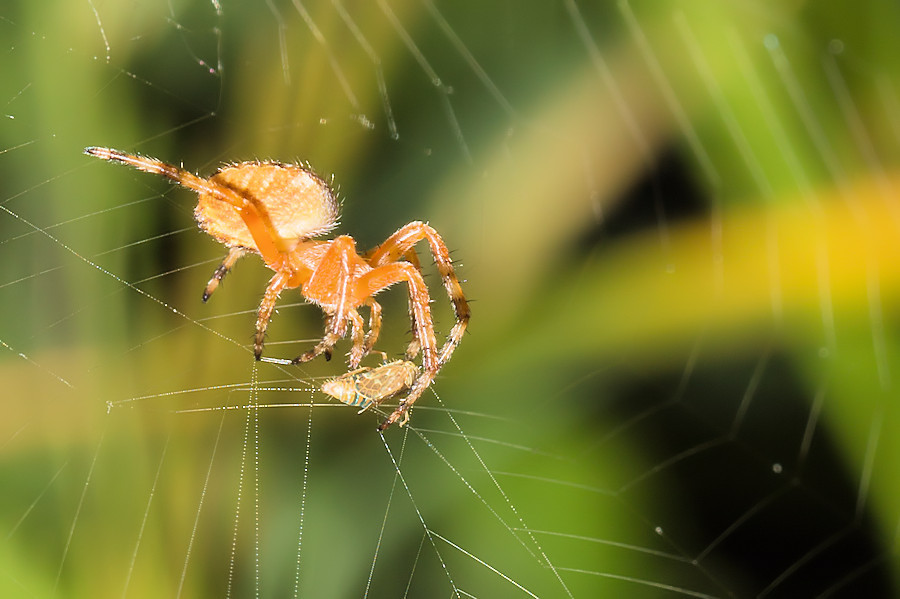 Spinne mit Beute