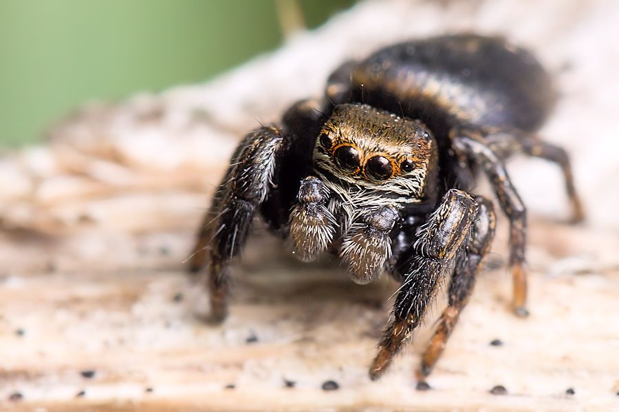 Spirngspinne