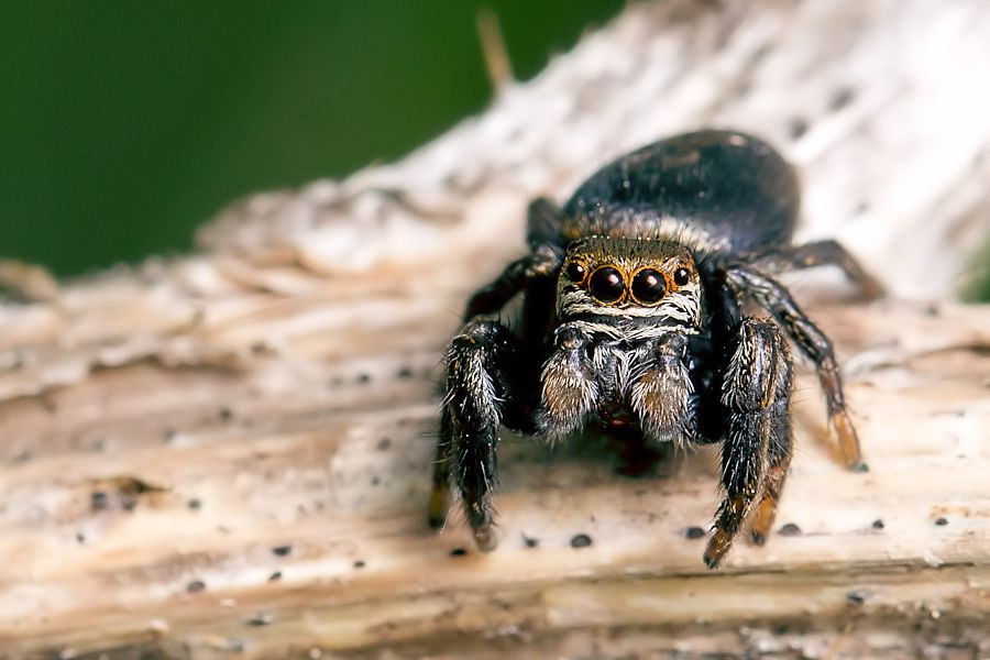 Springspinne