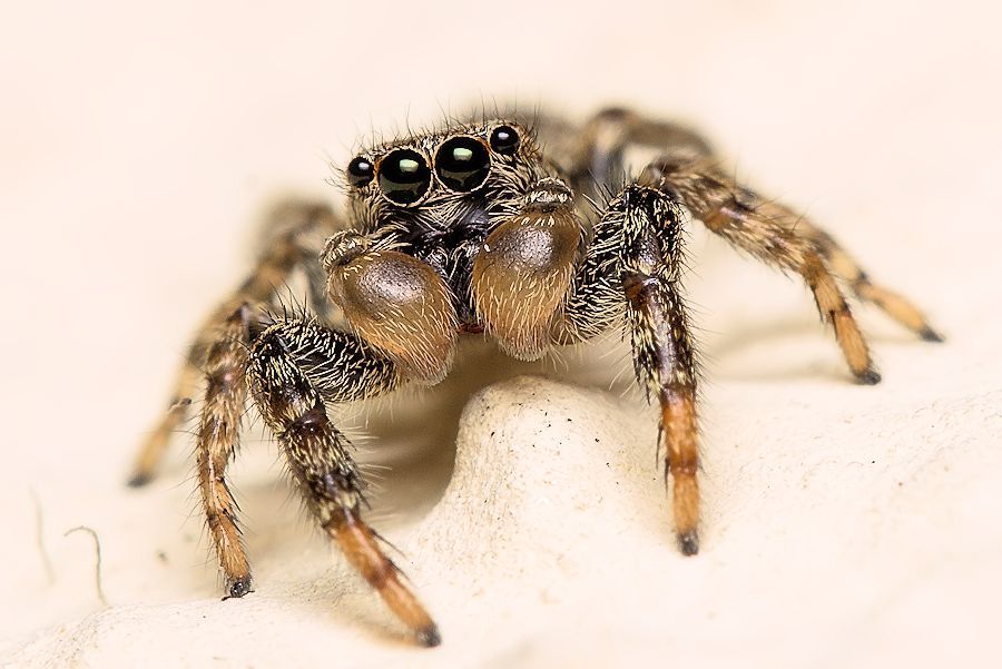 Springspinne