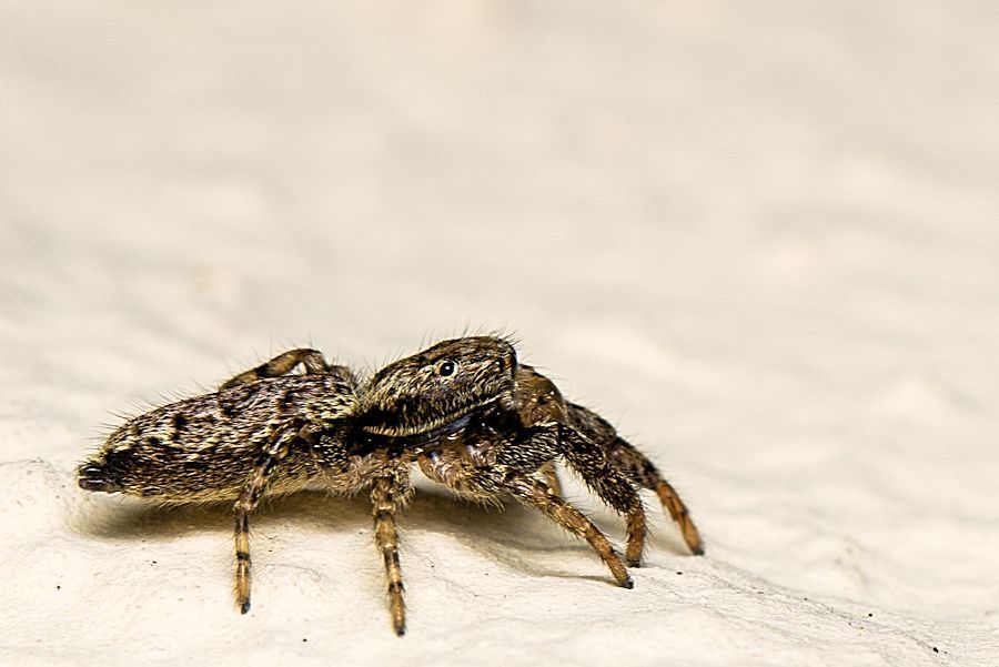 Springspinne