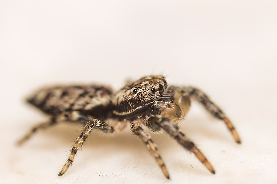 Springspinne