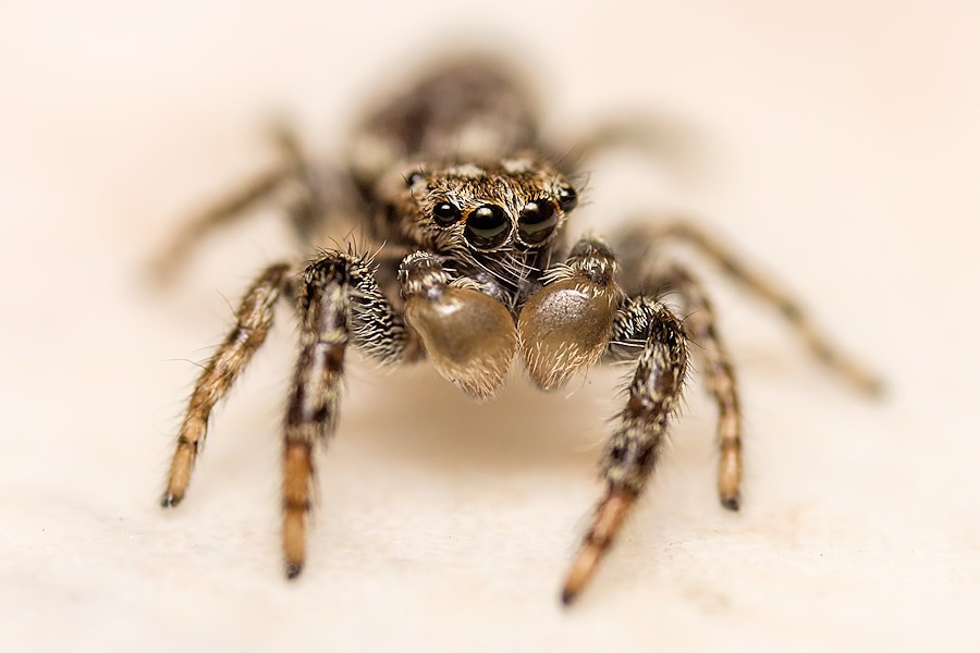 Springspinne