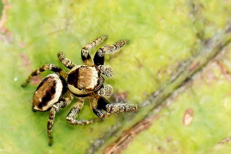 Springspinne Körperlänge ca 5mm