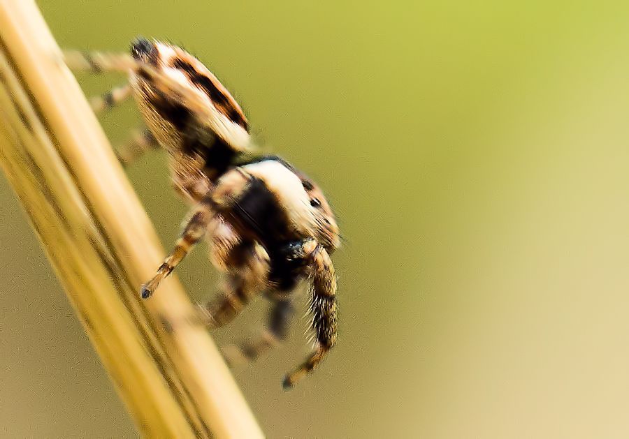 Springspinne beim Grashalm hinunter rennen