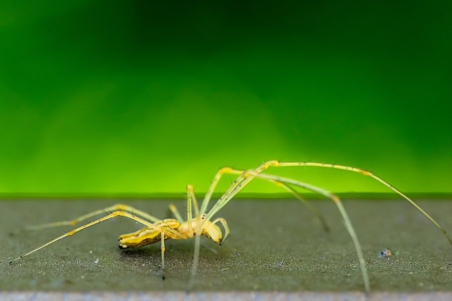 Streckerspinne