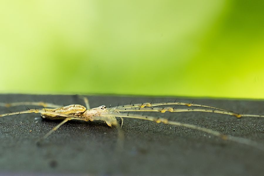 Streckerspinne