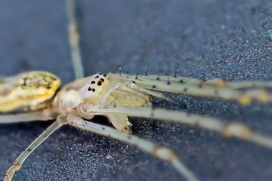 Streckerspinne