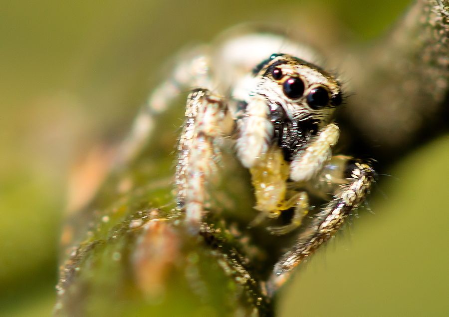 Zebraspingspinne beim verspeisen einer noch kleineren Spinne