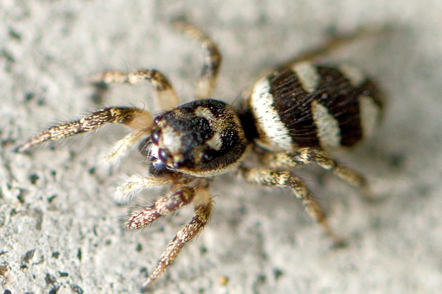 Zebraspringspinne