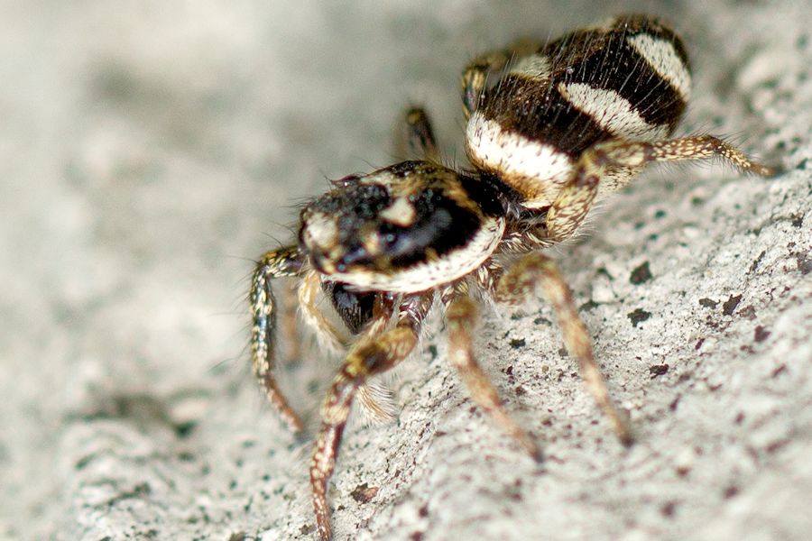 Zebraspringspinne