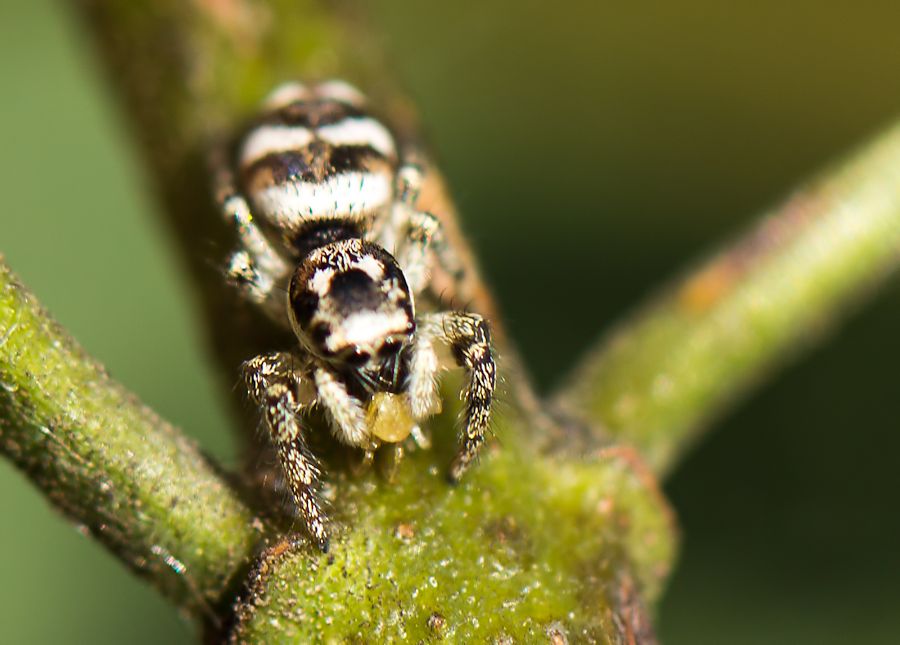 Zebraspringspinne