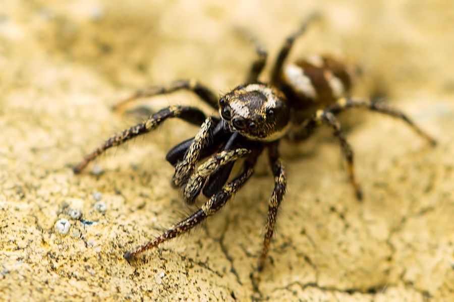 Zebraspringspinne