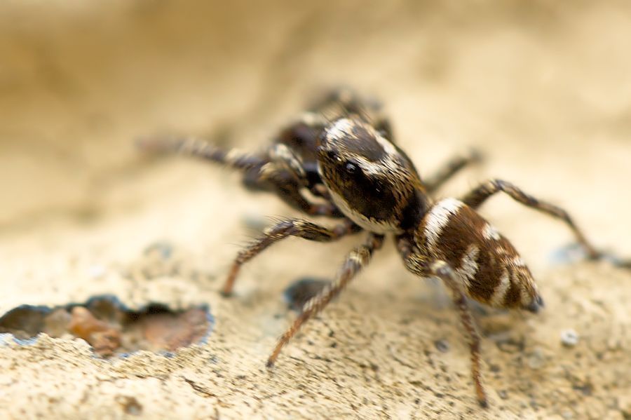 Zebraspringspinne