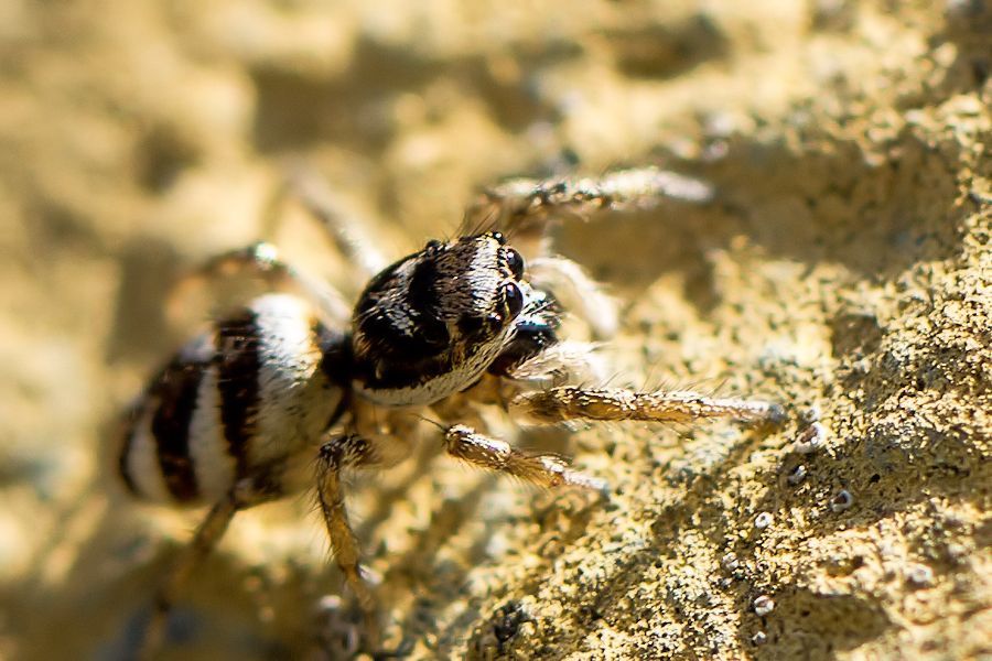 Zebraspringspinne