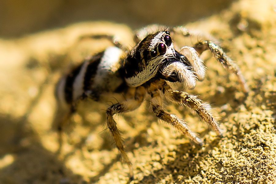 Zebraspringspinne