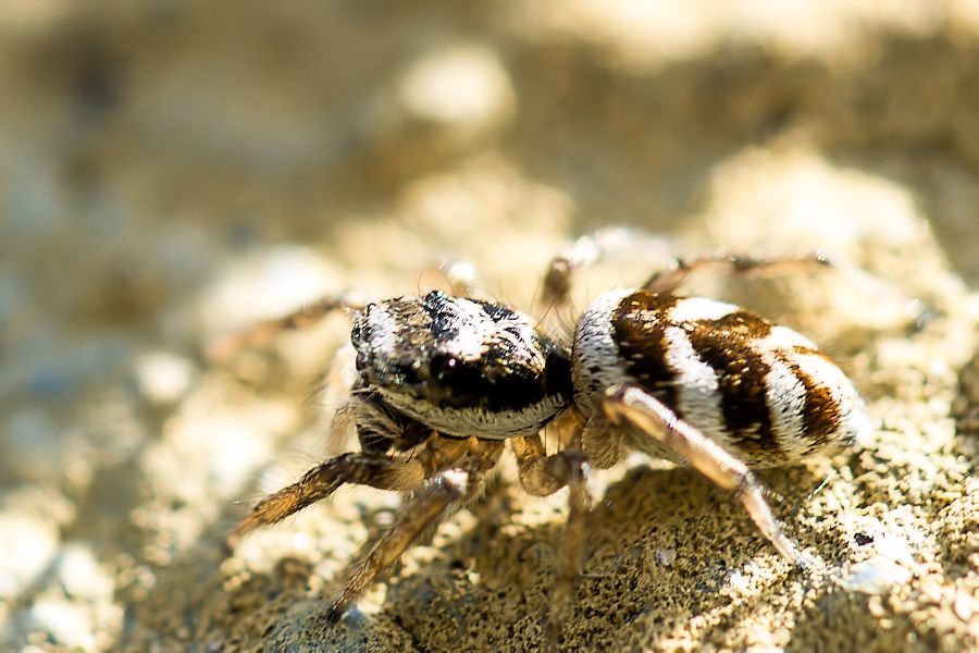 Zebraspringspinne