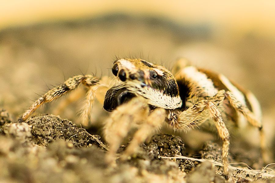 Zebraspringspinne