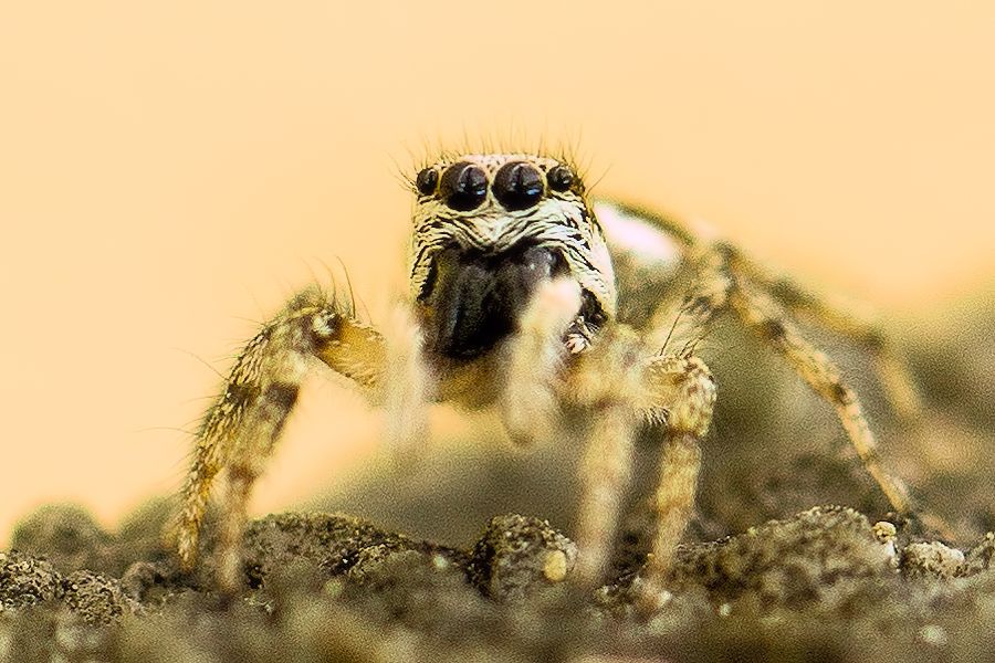 Zebraspringspinne