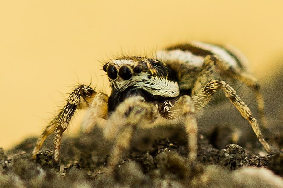 Zebraspringspinne