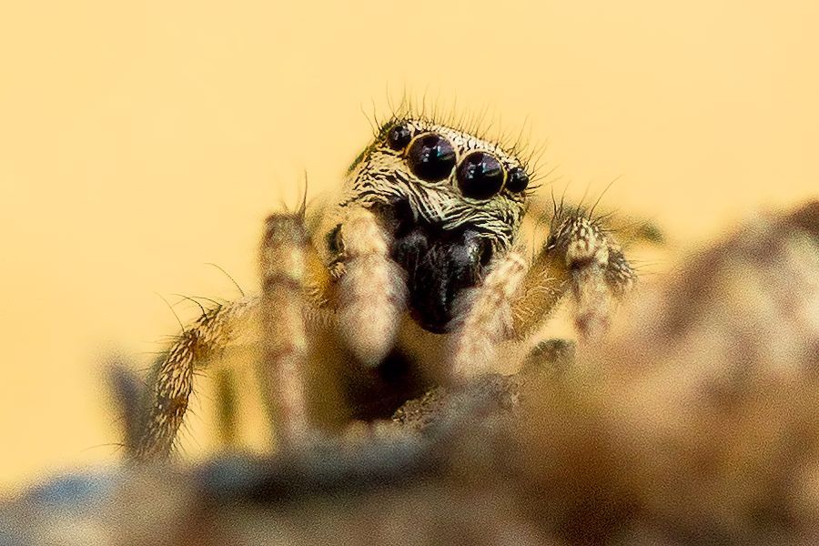 Zebraspringspinne