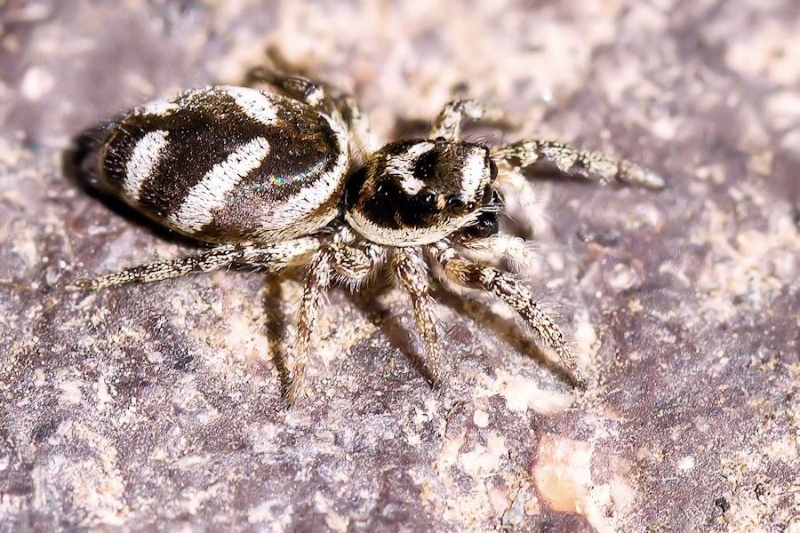 Zebraspringspinne