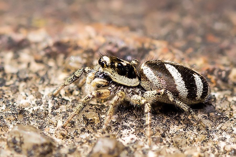 Zebraspringspinne