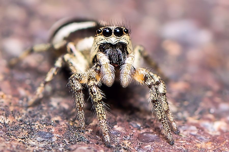 Zebraspringspinne
