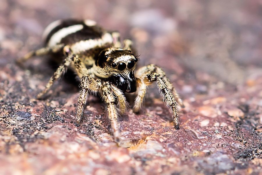 Zebraspringspinne