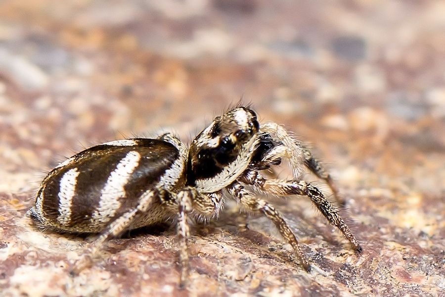 Zebraspringspinne