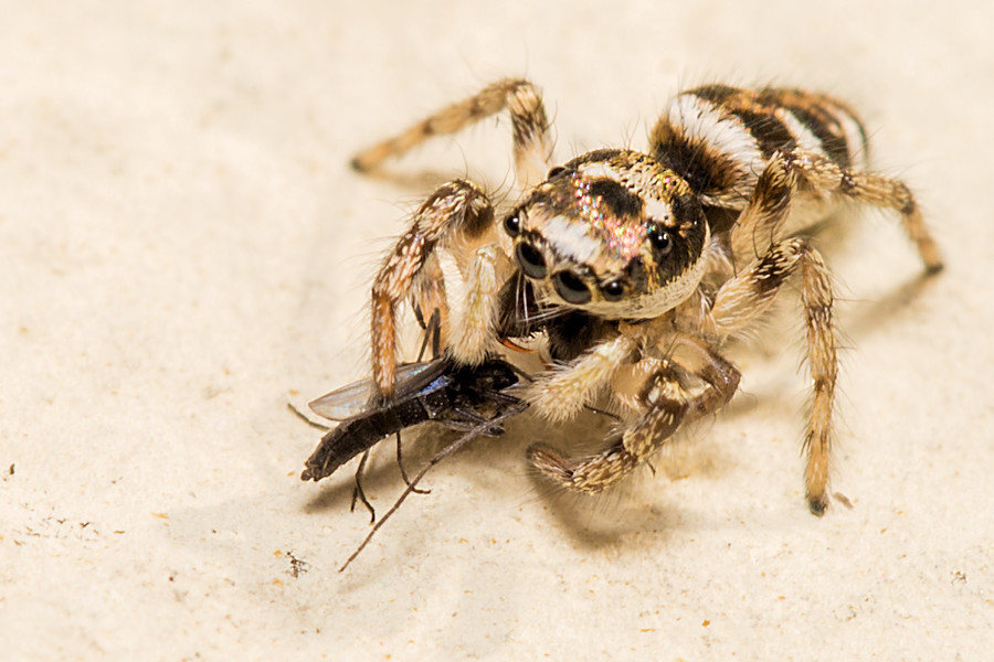 Zebraspringspinne