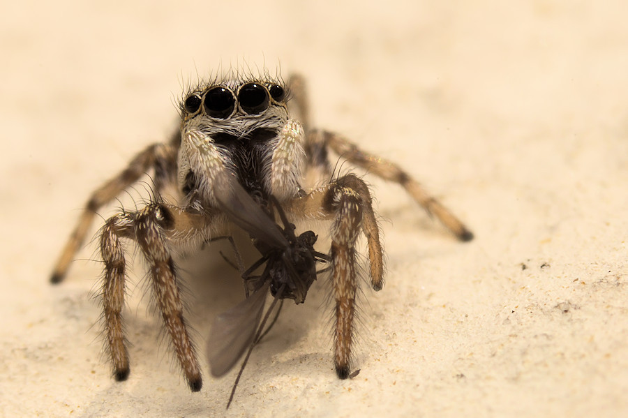 Zebraspringspinne