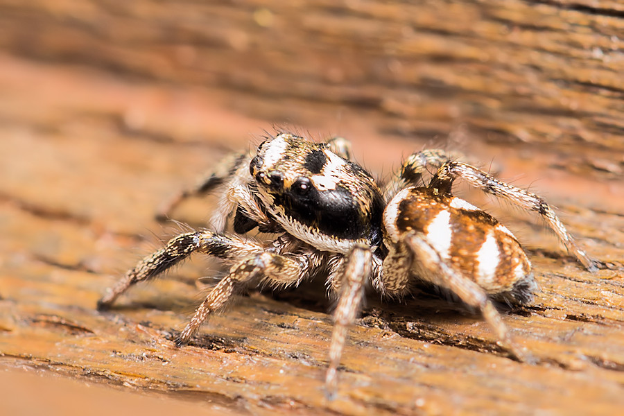 Zebraspringspinne