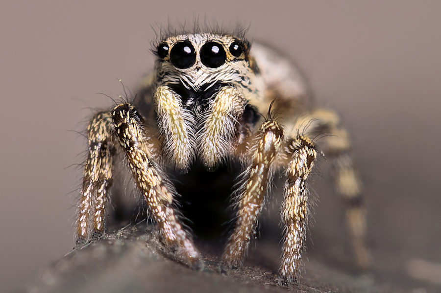 Zebraspringspinne