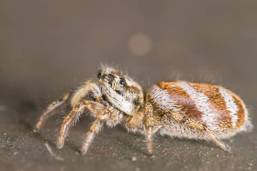 Zebraspringspinne