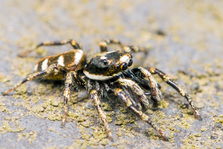 Zebraspringspinne